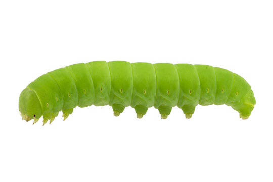Bright green caterpillar isolated on transparent background png 