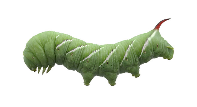Green hornworm caterpillar isolated on transparent background png 