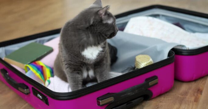 Calm cat resting. Tranquil feline sits peacefully. Serene cat calmly seated in fashionable pink luggage. Silent feline comfortably positioned on colorful pink suitcase overlooking items