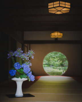 鎌倉・明月院ブルーに染まる初夏の紫陽花