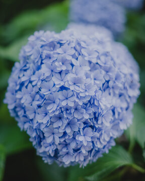 鎌倉・明月院ブルーに染まる初夏の紫陽花