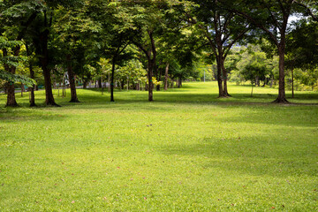 Obraz premium Beautiful shadows of trees dancing on a wide park lawn with green turf