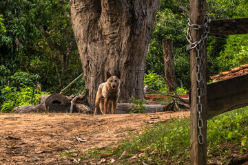 Fototapeta premium An alert Australian Cattle Dog, also known as Red Heeler, standing on a dirt path next to a large tree trunk on a countryside farm or rural property in Brazil, 