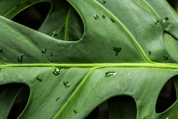 Detailed shot of a vibrant Philodendron bipinnatifidum leaf, commonly known as Guaimbê or Tree Philodendron, covered in fresh water droplets.  © AlfRibeiro
