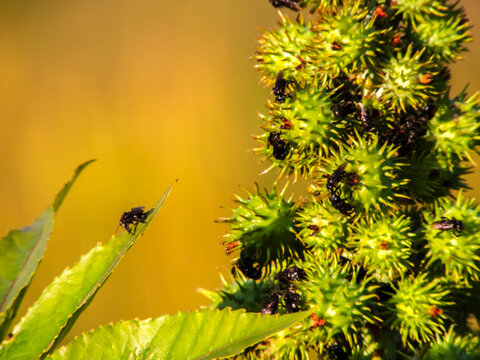 Small black stingless bees (Trigona spinipes) swarming over green spiky castor bean pods (Ricinus communis) in a sunny field in Brazil. 
