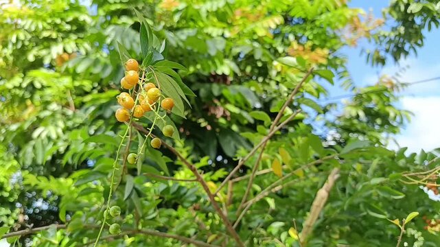 Close Up of Golden Dewdrop Fruits on Duranta Erecta Plant