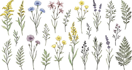 Obraz premium Set of hand drawn watercolor wildflowers and meadow herbs isolated on white background for botanical design and floral decoration