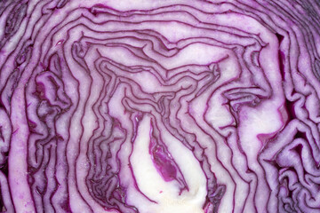 Obraz premium Red cabbage in studio