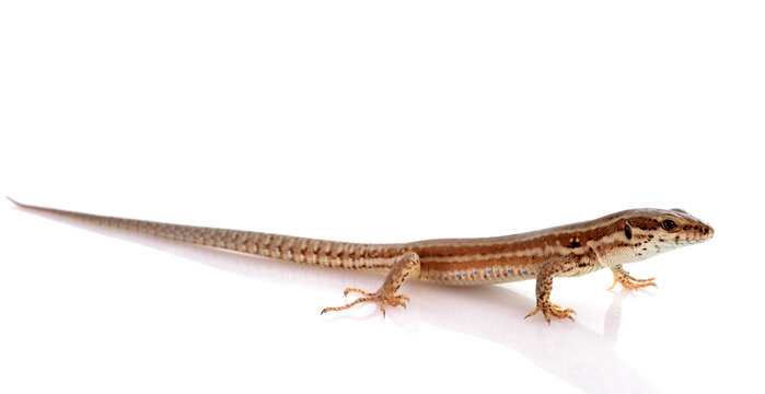 lizard