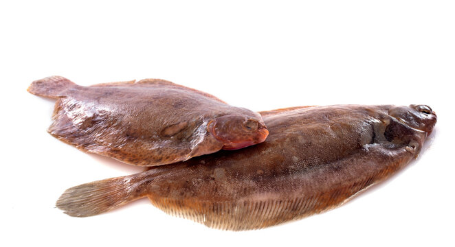 lemon soles in studio