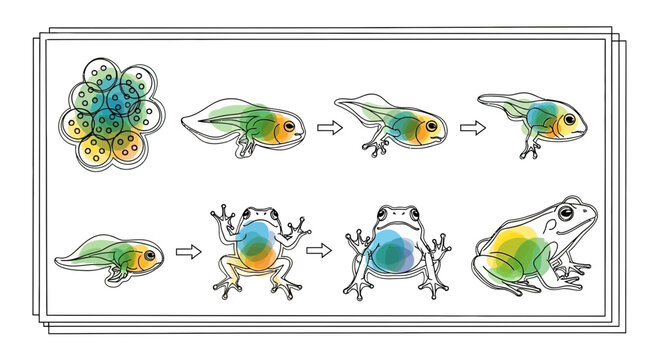 Life cycle of a frog, illustration of metamorphosis, from tadpole to frog