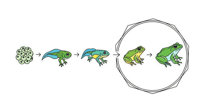 Frog Metamorphosis Life Cycle Stages Tadpole To Adult Frog Illustration