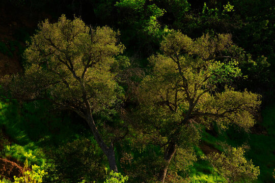 a exterior picture of  Canyon Live Oak trees in the Pacific Southwest. 