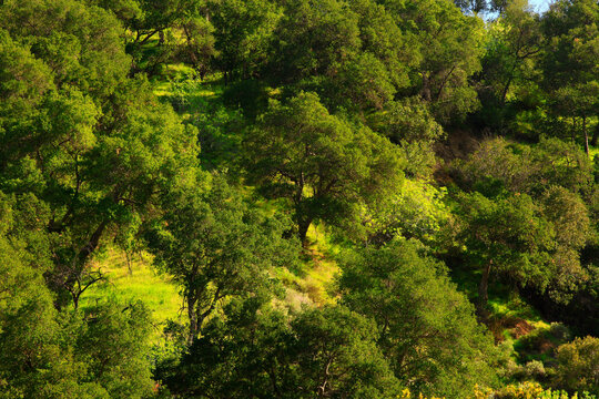 a exterior picture of an Canyon Live Oak Trees in the Pacific Southwest