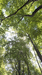 Fototapeta premium Dense beech forest with tall majestic trees and green canopy1.jpg