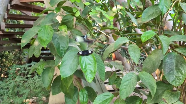 Pair of black and white tropical butterflies fluttering and resting on lush green leaves in a beautiful botanical garden showcasing insect life and fragile wildlife