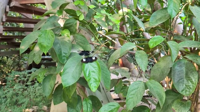 Pair of black and white heliconius doris butterflies resting and flapping wings on vibrant green leaves in a lush, natural rainforest habitat