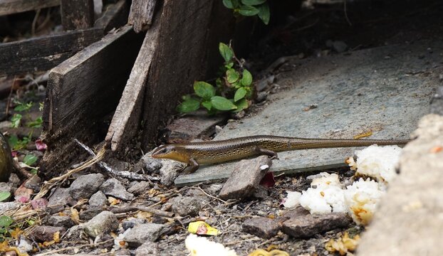 Eutropis multifasciata or garden lizard on a rough cement surface