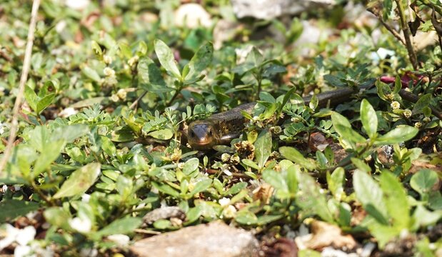 Eutropis multifasciata, often called the garden lizard, this reptile is often found in  gardens.