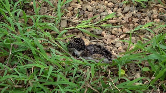 A red wattled lapwing (Vanellus indicus) chick lies motionless in a shallow ground nest, pressing its speckled body against gravel and sparse grass for concealment.