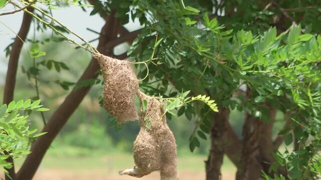 Baya weaver building hanging nest in jungle tree