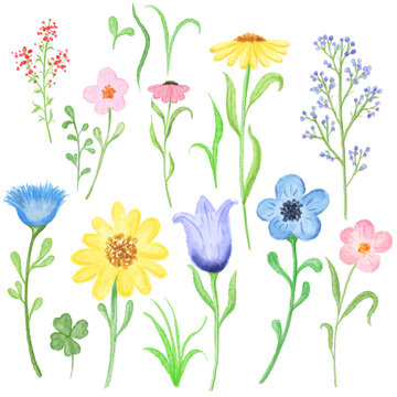 Watercolor summer flowers set on white. Digital illustration