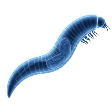 A blue colored earthworm with setae on its body