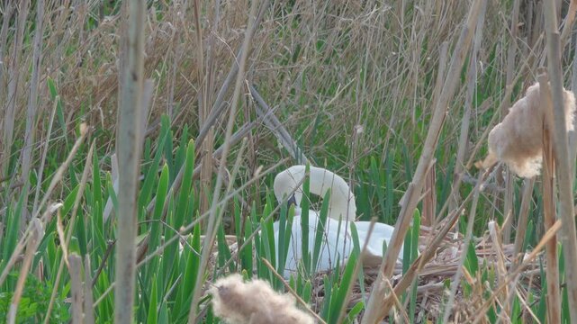 Adult mute swan brooding and preening on nest in reeds