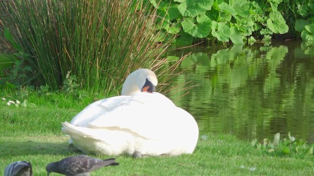 An adult mute swan (Cygnus olor) sits on short grass beside a pond edge and preens its white feathers with head tucked over its back.