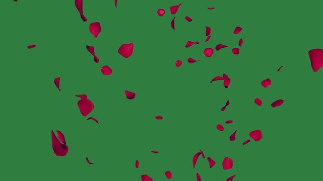 Red rose petals isolated on green screen background