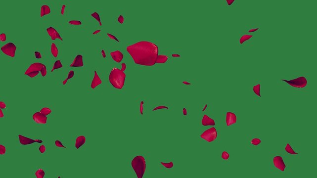 Red petals on it and rose bunch of isolated on green screen background