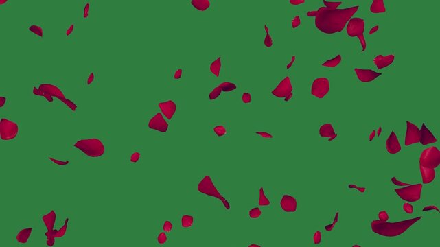 Red rose petals isolated on green screen background