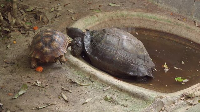 Two adult Asian forest tortoises (Manouria emys) interact at the edge of a shallow pool within a leaf-littered jungle enclosure.