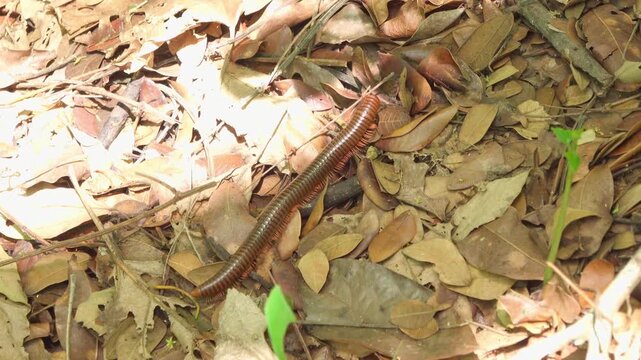 An adult giant millipede, Thyropygus allevatus, moves steadily across dry leaf litter on a jungle floor in daylight. The close-up static shot captures the segmented body and numerous legs.