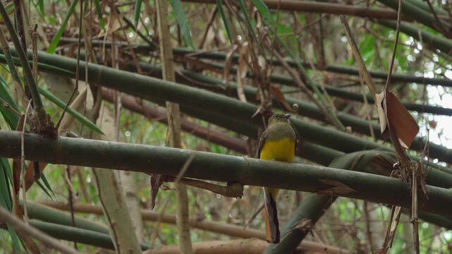 An adult orange-breasted trogon perches motionless on a thick bamboo stalk in dense jungle understory, filmed from a low-medium angle looking upward. Soft natural daylight illuminates the bird's vivid