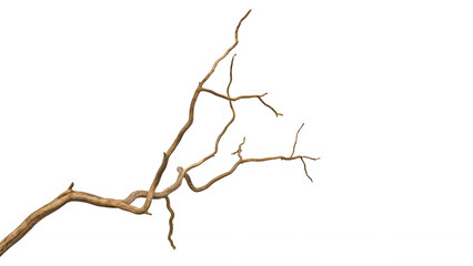 Fototapeta premium Brown tree branch with many small twigs and no leaves on transparent background transparent background