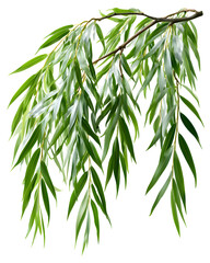 Fototapeta premium Elegant Long Thin Cascading Willow Branch with Lush Green Leaves on a Clear Background