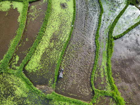 Aerial view of lush green rice terraces in Amed with flooded paddies and intricate irrigation patterns in Abang, Bali, Indonesia.