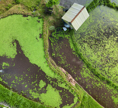 Aerial view of a small hut situated in a lush green flooded rice paddy field in the rural landscape of Amed, Abang, Bali, Indonesia.