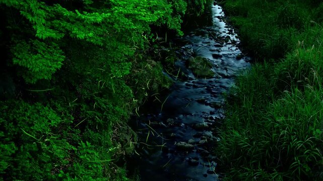 蛍舞う川辺のタイムラプス動画