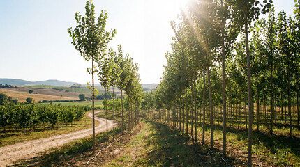 Obraz premium Beautiful Green Grove Of Young Planted Trees Growing In Perfect Order Rapidly Ascending Towards Sky