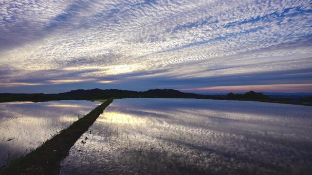 水田に映る雲の流れと夕焼けのタイムラプス動画