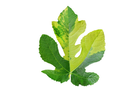 Details of the beautiful, variegated Fuiri Panache fig's leaf isolated on transparent background png file