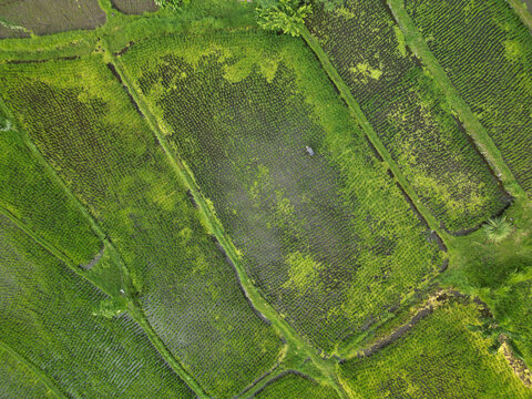 Aerial view of lush green rice paddies with intricate irrigation patterns and agricultural textures in the Amed region of Abang, Bali, Indonesia.