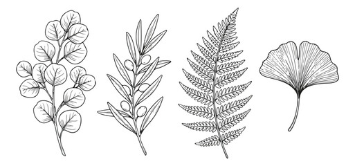 Hand drawn botanical leaf set, black ink line art of eucalyptus and olive branches, fern and ginkgo biloba foliage vector collection for wedding invitations © Nazim