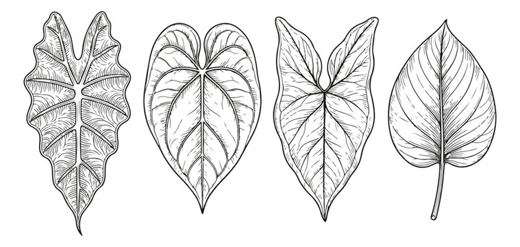 Vintage botanical line art of tropical leaves, set of 4 hand drawn alocasia and anthurium foliage vectors, black and white floral engraving