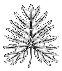 Vintage philodendron leaf engraving, hand drawn tropical foliage vector, black and white botanical illustration for nature branding and decor © Nazim