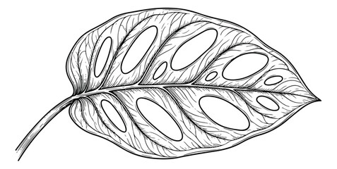 Vintage monstera adansonii leaf illustration, hand drawn tropical swiss cheese plant foliage, black and white botanical line art vector © Nazim