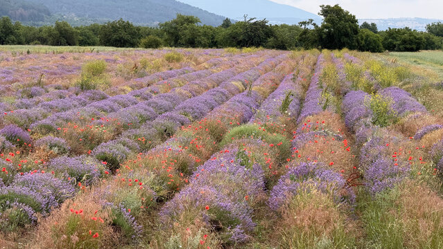 Lavender fields in the Rose Valley in Bulgaria - in the foothills of the Balkan mountains range - incredible combination of colors and vistas