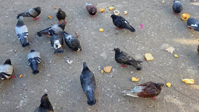 Flock of pigeons gathering and eating bread crumbs on the city pavement